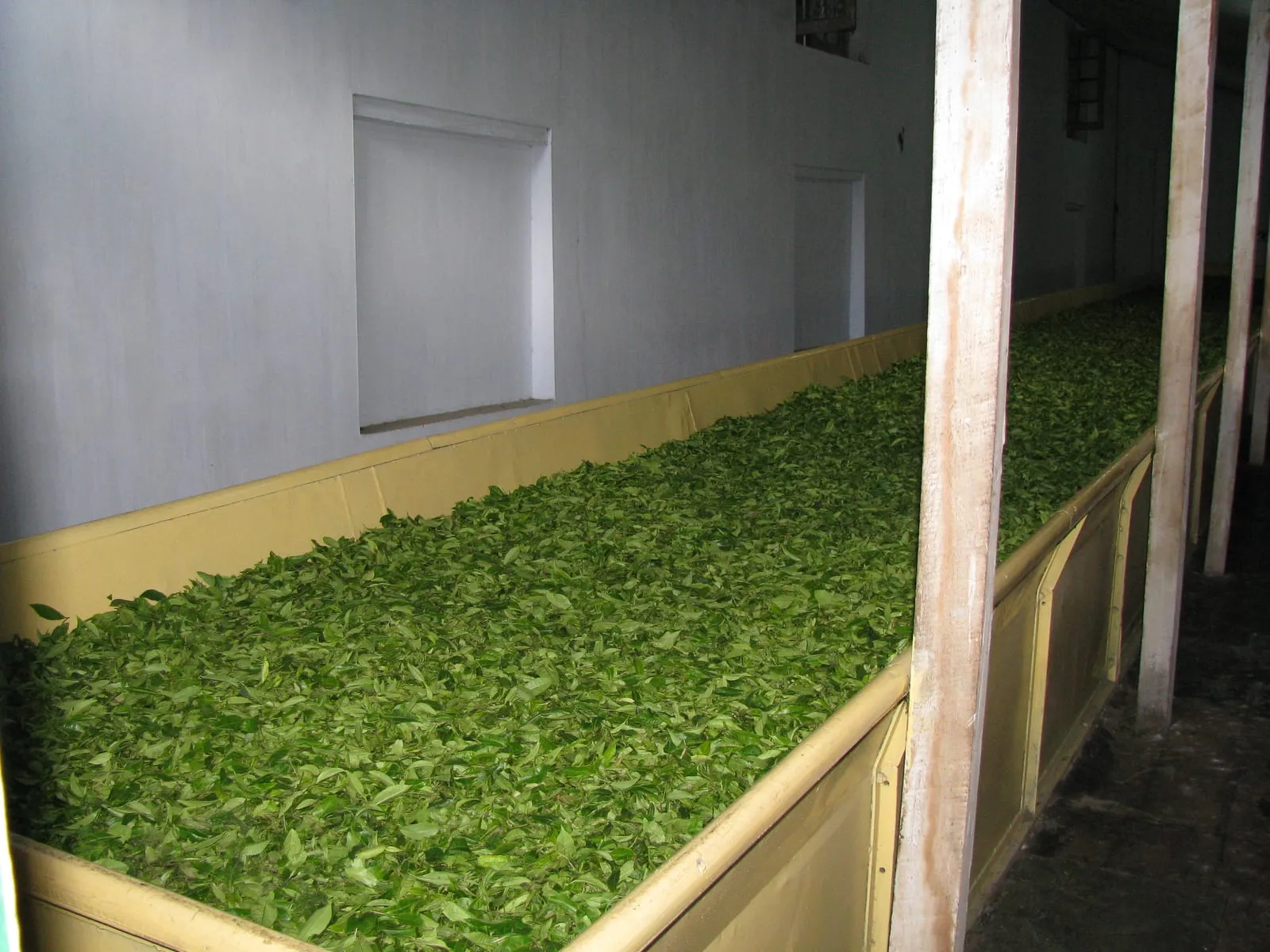 How Processing Makes Six Teas